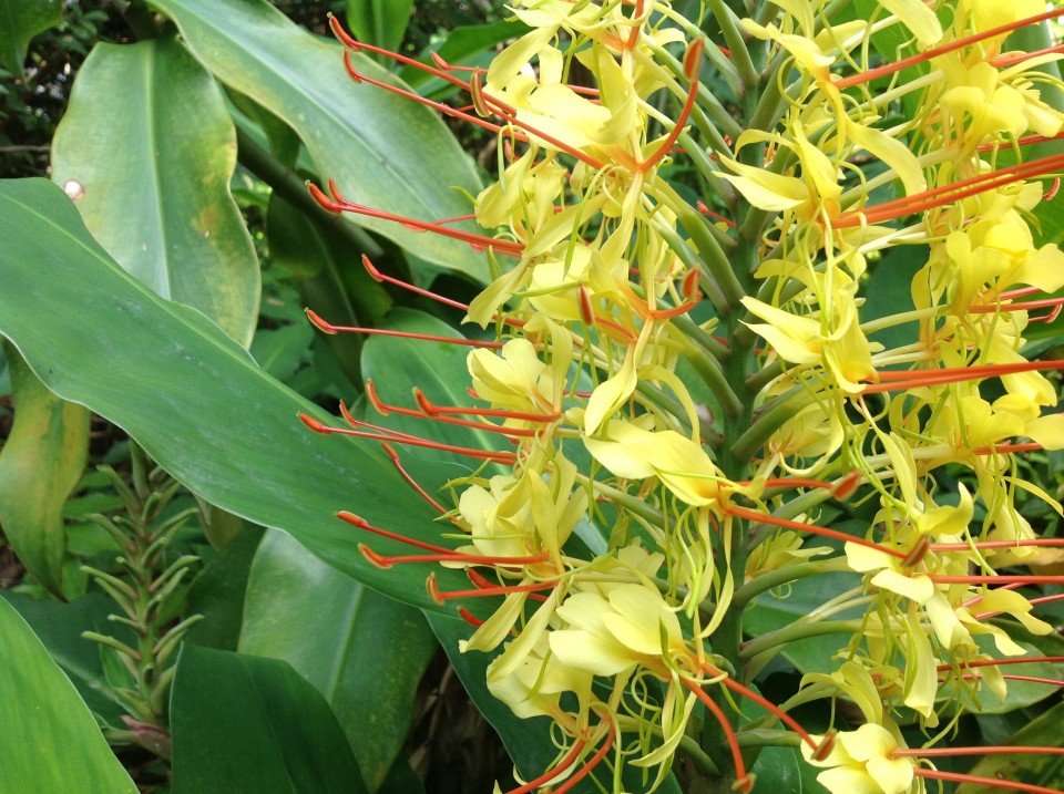 Yellow ginger flower