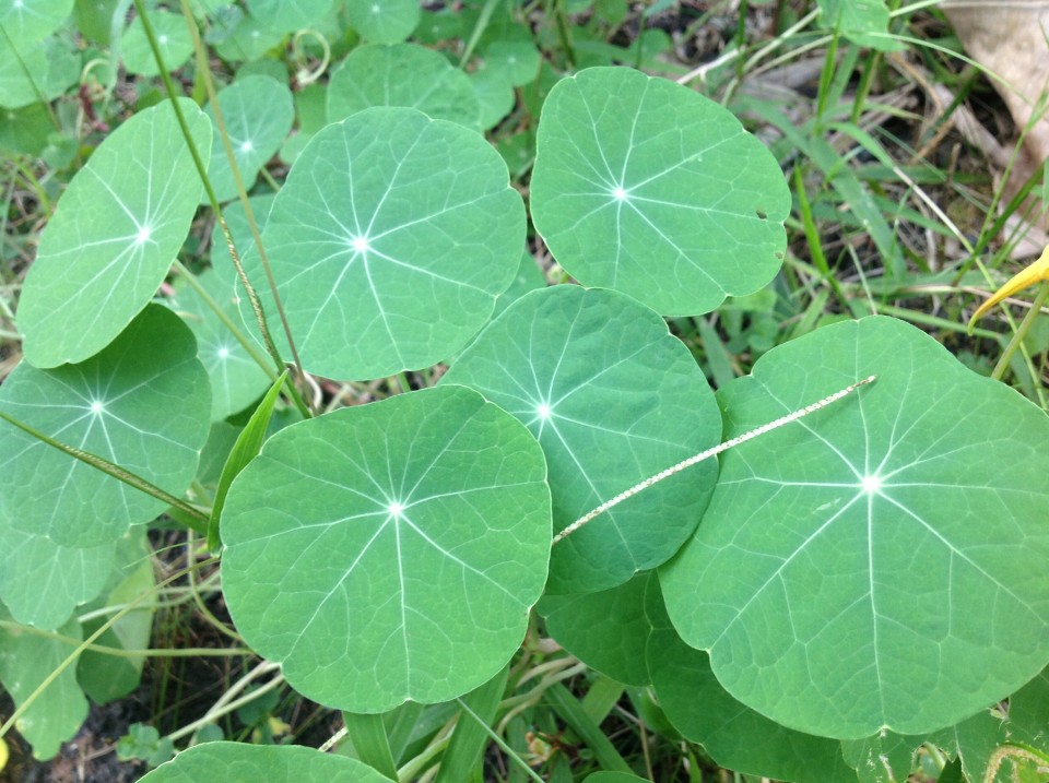 Green plant