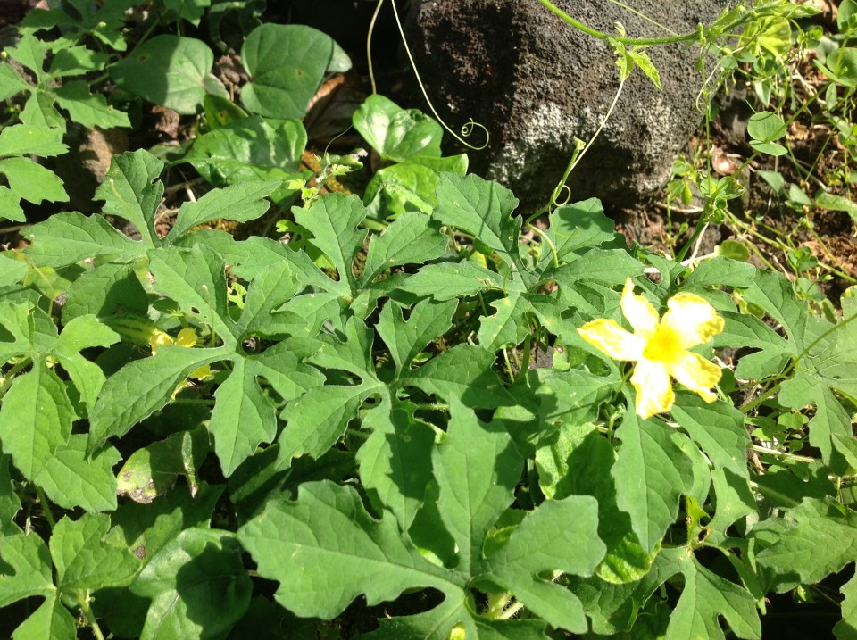 girl eating kine flowers